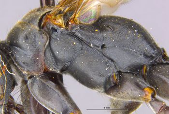 Media type: image;   Entomology 13649 Aspect: thorax lateral
